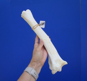 14-1/2 inches Water Buffalo Tibia Bone from Mid Section Back Leg  - Buy this one for $22.99   <font color=red> SALE $19.40 </FONT>
