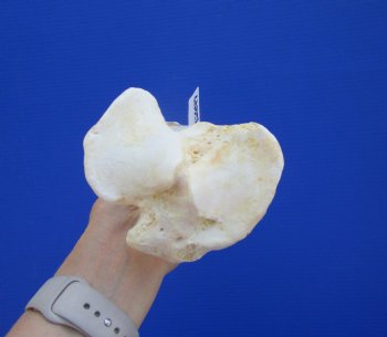14-1/2 inches Water Buffalo Tibia Bone from Mid Section Back Leg  - Buy this one for $22.99   <font color=red> SALE $19.40 </FONT>
