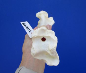 14-1/2 inches Water Buffalo Tibia Bone from Mid Section Back Leg  - Buy this one for $22.99   <font color=red> SALE $19.40 </FONT>