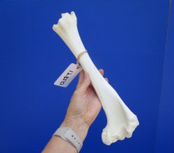13-3/4 inches Water Buffalo Tibia Bone from Mid Section Back Leg  - Buy this one for $22.99   <font color=red> SALE $19.40 </FONT>