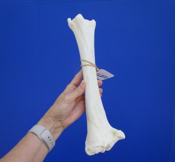 13-3/4 inches Water Buffalo Tibia Bone from Mid Section Back Leg  - Buy this one for $22.99   <font color=red> SALE $19.40 </FONT>