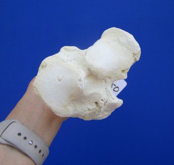 13-3/4 inches Water Buffalo Tibia Bone from Mid Section Back Leg  - Buy this one for $22.99   <font color=red> SALE $19.40 </FONT>