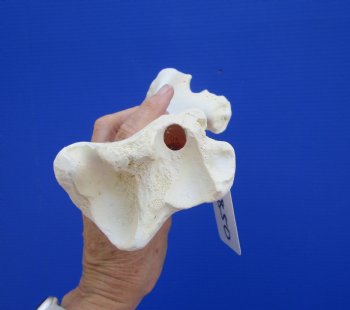 13-3/4 inches Water Buffalo Tibia Bone from Mid Section Back Leg  - Buy this one for $22.99   <font color=red> SALE $19.40 </FONT>