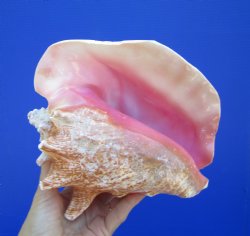 Queen Conch Shell, ...