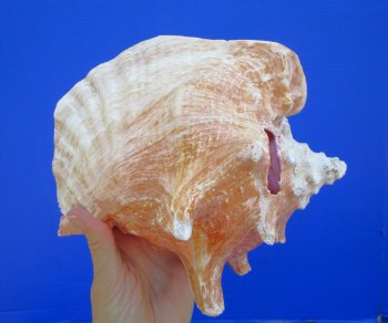 Queen Conch Shell, Pink Conch, 8-1/4"x7-3/4" for $17.99