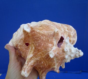Queen Conch Shell, Pink Conch, 8-1/4"x7-3/4" for $17.99