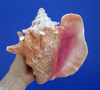 Queen Conch Shell, Pink Conch, 8-1/4"x7-3/4" for $17.99