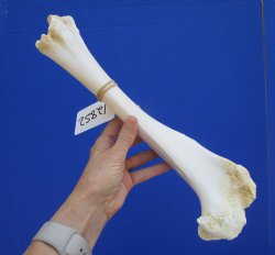 14-3/4 inches Water Buffalo Tibia Bone from Mid Section Back Leg  - Buy this one for $22.99   <font color=red> SALE $19.40 </FONT>