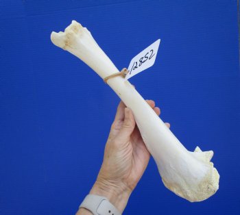 14-3/4 inches Water Buffalo Tibia Bone from Mid Section Back Leg  - Buy this one for $22.99   <font color=red> SALE $19.40 </FONT>