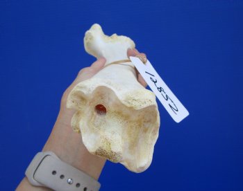 14-3/4 inches Water Buffalo Tibia Bone from Mid Section Back Leg  - Buy this one for $22.99   <font color=red> SALE $19.40 </FONT>