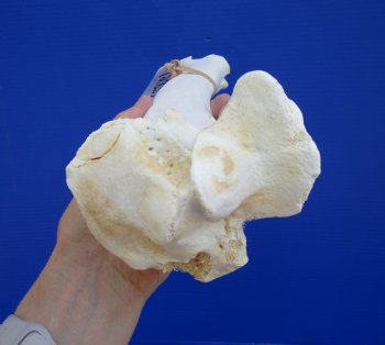 14-3/4 inches Water Buffalo Tibia Bone from Mid Section Back Leg  - Buy this one for $22.99   <font color=red> SALE $19.40 </FONT>