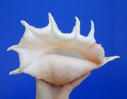 13 inches Large Giant Spider Conch Shell with Long Spines for $21.99