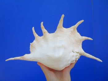 13 inches Large Giant Spider Conch Shell with Long Spines for $21.99