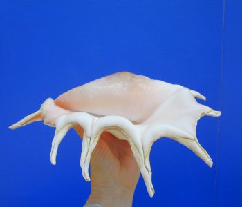 13 inches Large Giant Spider Conch Shell with Long Spines for $21.99