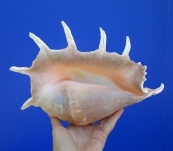 11-3/4 inches Large Giant Spider Conch Shell with Long Spines for $14.99