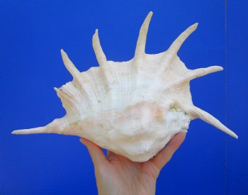 11-3/4 inches Large Giant Spider Conch Shell with Long Spines for $14.99