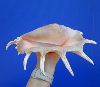 11-3/4 inches Large Giant Spider Conch Shell with Long Spines for $14.99