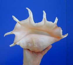 12-3/4 inches Giant Spider Conch Shell with Long Spines for $17.99