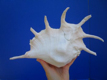 12-3/4 inches Giant Spider Conch Shell with Long Spines for $17.99