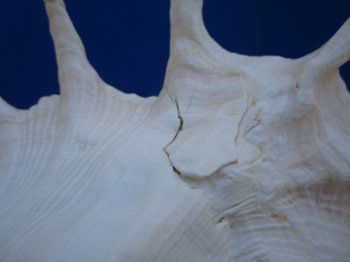 12-3/4 inches Giant Spider Conch Shell with Long Spines for $17.99