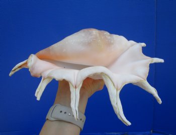 12-3/4 inches Giant Spider Conch Shell with Long Spines for $17.99