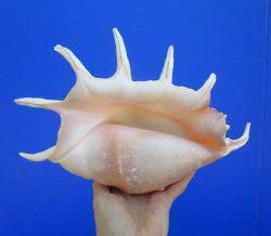 12 inches Giant Spider Conch Shell with Long Spines for $17.99
