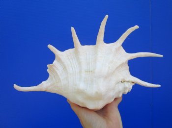 12 inches Giant Spider Conch Shell with Long Spines for $17.99