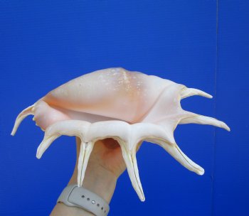 12 inches Giant Spider Conch Shell with Long Spines for $17.99