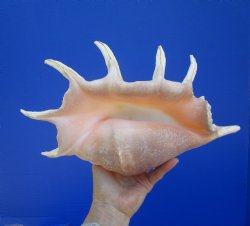 13-3/4 inches Large Giant Spider Conch Shell with Long Spines for $21.99