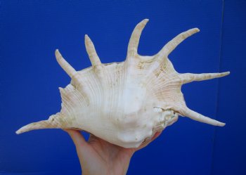 13-3/4 inches Large Giant Spider Conch Shell with Long Spines for $21.99