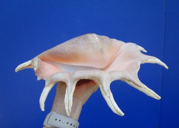 13-3/4 inches Large Giant Spider Conch Shell with Long Spines for $21.99