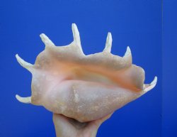 13-1/2 inches Large Giant Spider Conch Shell with Long Spines for $21.99