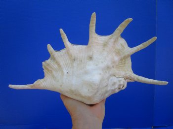 13-1/2 inches Large Giant Spider Conch Shell with Long Spines for $21.99