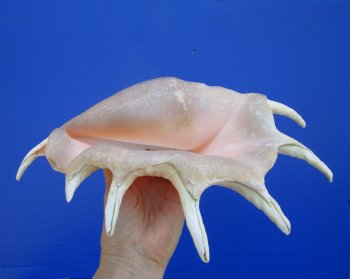 13-1/2 inches Large Giant Spider Conch Shell with Long Spines for $21.99