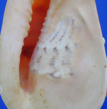 8-3/4" Cassis Cornuta Shell, Horned Helmet - Buy this for $19.99