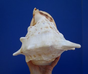 8-3/4" Cassis Cornuta Shell, Horned Helmet - Buy this for $19.99