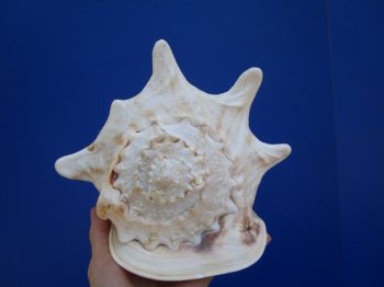 8-3/4" Cassis Cornuta Shell, Horned Helmet - Buy this for $19.99