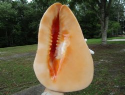 Cassis Cornuta Shell, Horned Helmet Grade B (9.5")- Buy this for $16.99