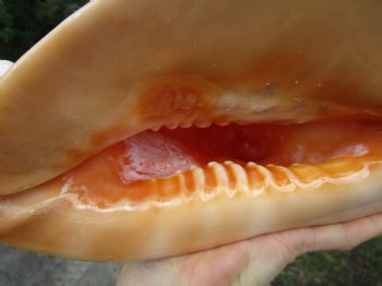 Cassis Cornuta Shell, Horned Helmet Grade B (9.5")- Buy this for $16.99