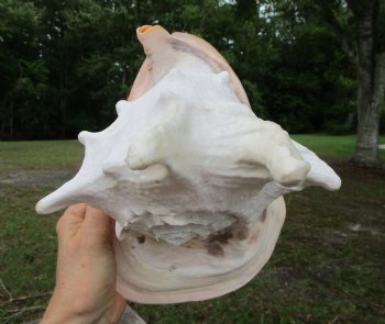 Cassis Cornuta Shell, Horned Helmet Grade B (9.5")- Buy this for $16.99
