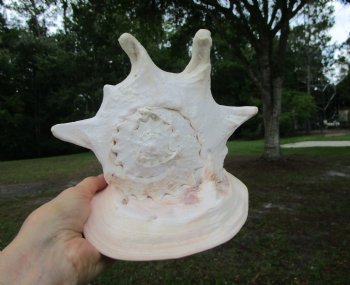 Cassis Cornuta Shell, Horned Helmet Grade B (9.5")- Buy this for $16.99