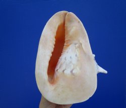 9" Cassis Cornuta Shell, Horned Helmet - Buy this for $20.99