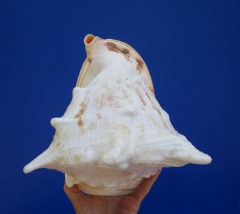 9" Cassis Cornuta Shell, Horned Helmet - Buy this for $20.99