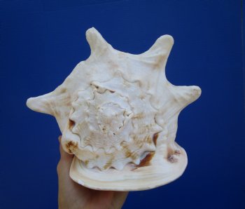 9" Cassis Cornuta Shell, Horned Helmet - Buy this for $20.99
