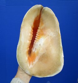 Huge Cassis Cornuta Shell, Horned Helmet Grade B (11")- Buy this for $19.99