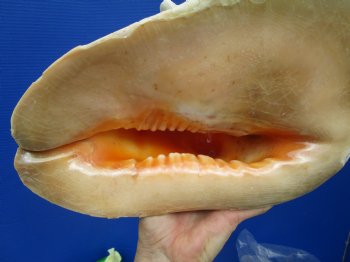 Huge Cassis Cornuta Shell, Horned Helmet Grade B (11")- Buy this for $19.99