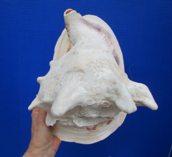 Huge Cassis Cornuta Shell, Horned Helmet Grade B (11")- Buy this for $19.99