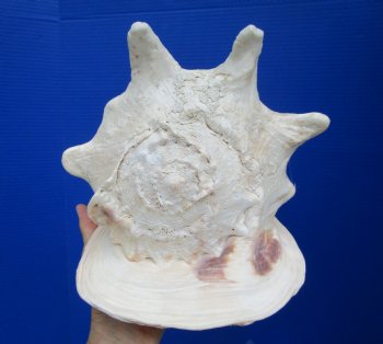 Huge Cassis Cornuta Shell, Horned Helmet Grade B (11")- Buy this for $19.99