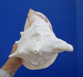 9-3/4" Cassis Cornuta Shell, Horned Helmet - Buy this for $20.99