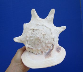 9-3/4" Cassis Cornuta Shell, Horned Helmet - Buy this for $20.99